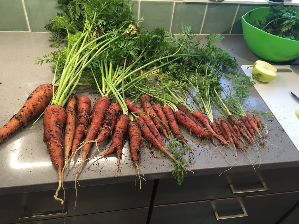 two dozen freshly harvested carrots on industrial counter